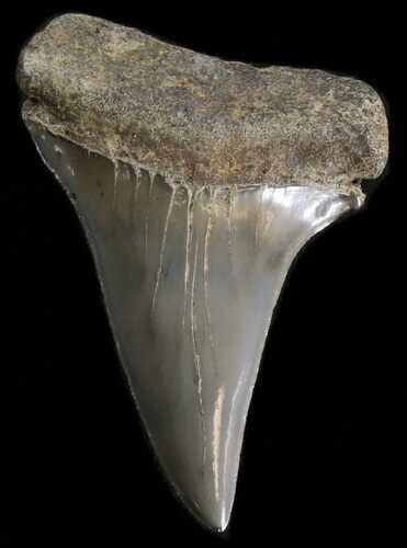 Large Fossil Mako Shark Tooth - Georgia #39888